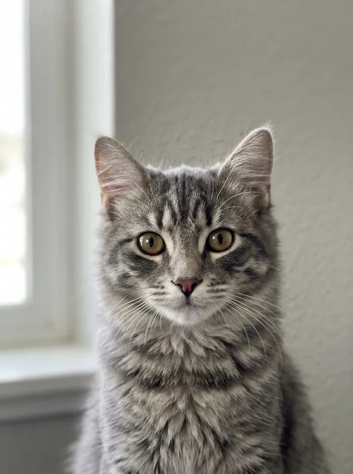 Your original pet photo